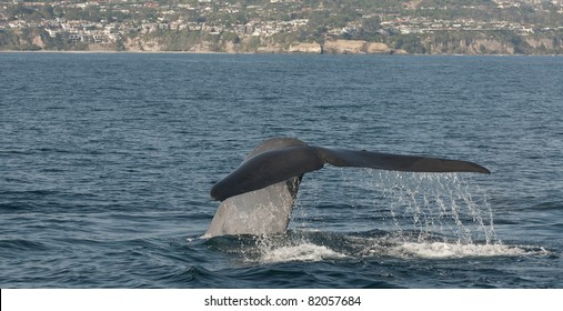 Blue Whale Off The Coast Of Dana Point< California