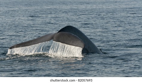 Blue Whale Off The Coast Of Dana Point< California