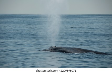 Blue Whale Off Dana Point, California