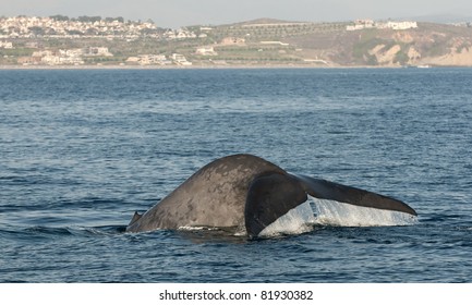 Blue Whale Off Of Dana Point, California