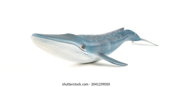 Blue Whale on White Background