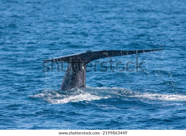 A blue whale showing\
its fluke just before it took a deep dive; blue whale tale; blue\
whale from Mirissa Sri Lanka; blue whale tail fluke display from\
Mirissa Sri Lanka