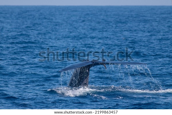 A blue whale showing\
its fluke just before it took a deep dive; blue whale tale; blue\
whale from Mirissa Sri Lanka; blue whale tail fluke display from\
Mirissa Sri Lanka
