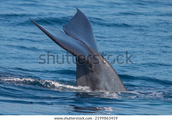 A blue whale showing
its fluke just before it took a deep dive; blue whale tale; blue
whale from Mirissa Sri Lanka; blue whale tail fluke display from
Mirissa Sri Lanka