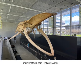 Blue Whale skeleton at Beaty Biodiversity Museum Vancouver, May 21, 2022