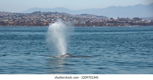 Blue Whale Spouting Off Dana Point, California