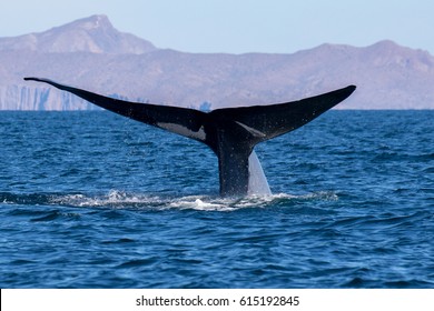 Blue Whale Tail