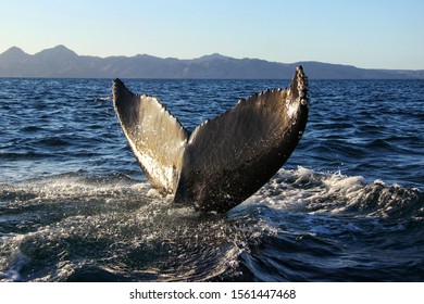 Blue Whale Tail In The Blue Water Of Gulf Of California, In Baja California, Mexico. Nature And Wildlife Photography, Whale Watching.