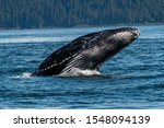 Blue Whale Tongass National Forest Water Way Juneau Alaska