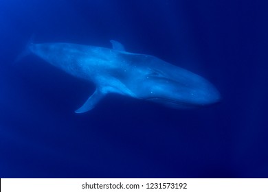 Blue Whale Underwater 