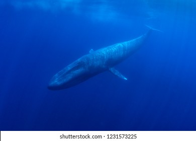 Blue Whale Underwater 