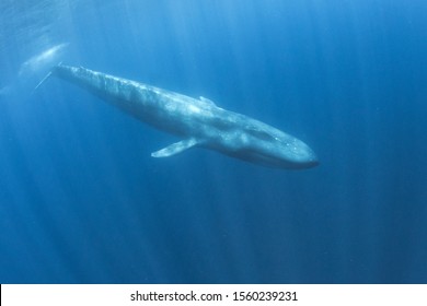 Blue Whale Underwater. Pygmy Blue Whale Migrates Past Timor Leste