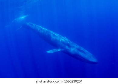 Blue Whale Underwater. Pygmy Blue Whale Migrates Past Timor Leste