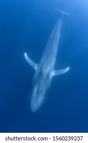 Blue Whale Underwater. Pygmy Blue Whale Migrates Past Timor Leste