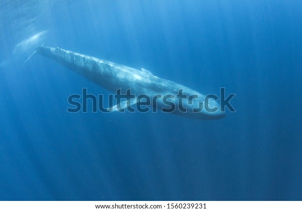 Blue Whale underwater. Pygmy Blue Whale migrates\
past Timor Leste