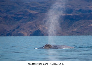 Blue Whale Watching In Baja California Mexico