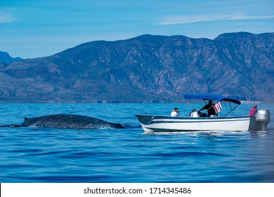 Blue Whale Watching In Baja California Mexico