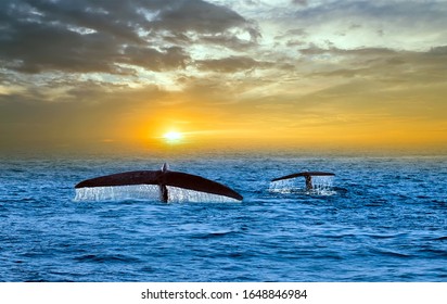 Blue Whale Watching Tail Splash Drop Fall Water Mirissa Wildlife Sri Lanka. Beautiful Panorama Landscape Sun Sunrise. Sun Rays Shine Indian Ocean. Panoramic View Humpback Whale Family Marine Life