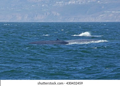 Blue Whales Swimming Along California Coast                  