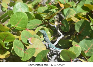 Blue whiptail liazard in the top of a shrubbery.