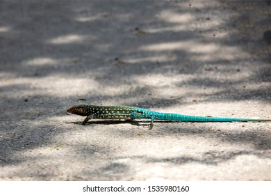 Blue Whiptail Lizard walking through a road in a tropical island