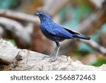 Blue Whistling-thrush protruding prominently on the log