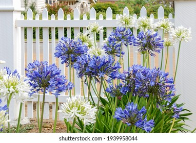 Blue and white Agapanthus flowers in front of a white fence of a front yard. - Shutterstock ID 1939958044