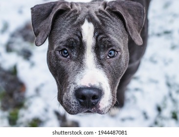 Acuario Allí Inclinarse 27,355 imágenes de American staffordshire terrier - Imágenes, fotos y  vectores de stock | Shutterstock