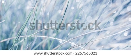Blue white background of ornamental grass Festuca glauca with water drops. Soft focus