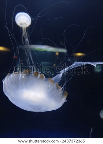 Blue White beautiful Jellyfish in aquarium 