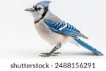 A blue and white bird with a blue head and tail