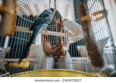 A blue and a white bird perch on a branch inside a cage as a person feeds them by hand, showcasing a nurturing moment.