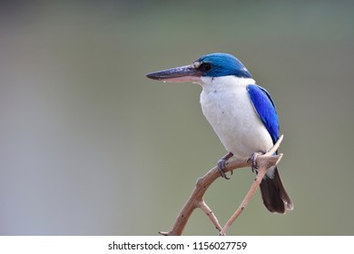 Blue White Bird Sitting On Thorn Stock Photo 1156027759 | Shutterstock