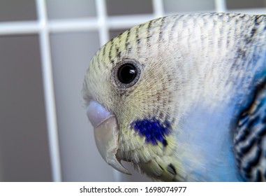 Blue And White Budgie Head Close Up