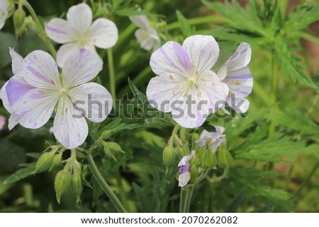 Blue and white color Geranium Pratense Splish Splash flowers in a garden in June 2021. Idea for postcards, greetings, invitations, posters and Birthday decoration, background
