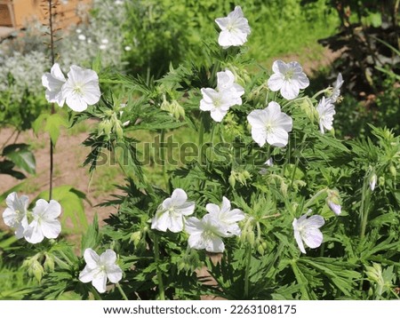 Blue and white color Geranium Pratense Splish Splash flowers in a garden in June 2022