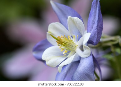 Columbine の画像 写真素材 ベクター画像 Shutterstock