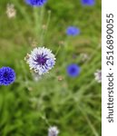 Blue and White Cornflower in Bloom with Blurred Green Background