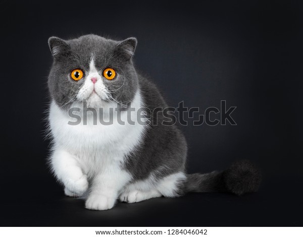 Blue White Cute Exotic Shorthair Cat Stock Photo Edit Now 1284046042