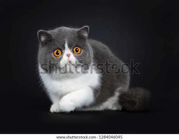 Blue White Cute Exotic Shorthair Cat Stock Photo Edit Now 1284046045