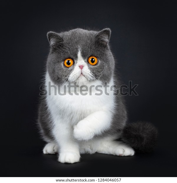 Blue White Cute Exotic Shorthair Cat Stock Photo Edit Now 1284046057