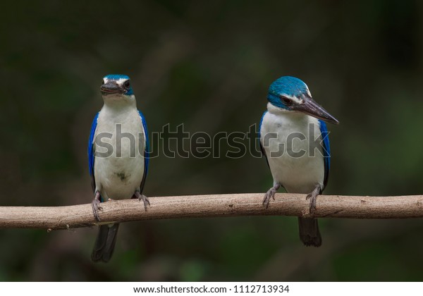 Blue and white\
feathers Kingfisher, Collared kingfisher (Todiramphus sanctus)\
perching on log at\
riverside