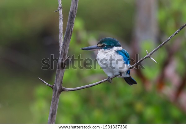 Blue and white\
feathers Kingfisher, Collared kingfisher (Todiramphus sanctus)\
perching on branch at riverside\
