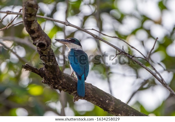 Blue and white feathers\
Kingfisher, Collared kingfisher (Todiramphus sanctus) . Selangor,\
Malaysia.