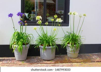 Blue and white flowering Agapanthus plants in three grey ceramic pots at facade of typical Dutch house  - Shutterstock ID 1487993033