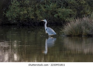 a blue and white heron in the ornithological reserve of Teich on the Basin of Arcachon 