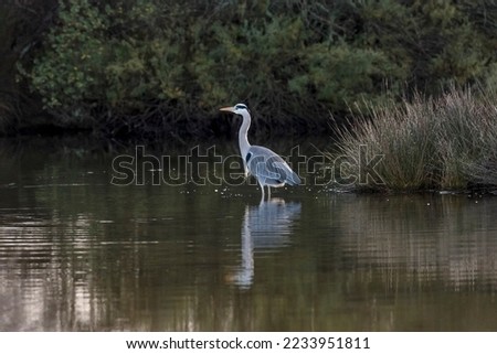 a blue and white heron in the ornithological reserve of Teich on the Basin of Arcachon 
