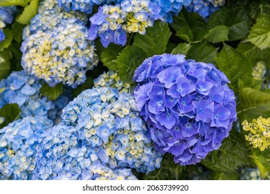 Blue and white hydrangeas in Azores islands. Azores. Portugal. Blue hydrangea from the Azores islands
