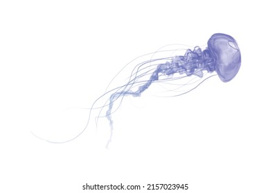 Blue and white Jellyfish dansing in the white background