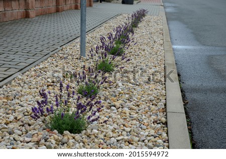blue, white lavender near a concrete panel wall, a fence made of cement boards. lavender cut into a sphere. mulch made of white limestone marble pebbles.road asphalt, curbs 